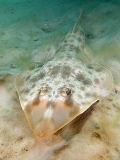Atlantic Guitarfish (Rhinobatos lentiginosus) Atlantic Guitarfish (Rhinobatos lentiginosus)