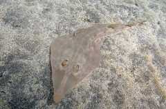 Yellow Guitarfish (Rhinobatos schlegelii) Yellow Guitarfish (Rhinobatos schlegelii)