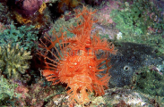 Lacy Scorpionfish (Rhinopias aphanes)