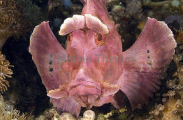 Weedy Scorpionfish (Rhinopias frondosa) Weedy Scorpionfish (Rhinopias frondosa)