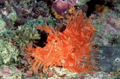 Lacy Scorpionfish (Rhinopias aphanes) Lacy Scorpionfish (Rhinopias aphanes)