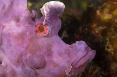 Eschmeyer's Scorpionfish (Rhinopias eschmeyeri) Eschmeyer's Scorpionfish (Rhinopias eschmeyeri)