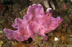 Eschmeyer's Scorpionfish (Rhinopias eschmeyeri) Eschmeyer's Scorpionfish (Rhinopias eschmeyeri)
