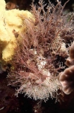 Tasselled Anglerfish (Rhycherus filamentosus) Tasselled Anglerfish (Rhycherus filamentosus)
