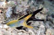 Blue Ribbon Eels (Rhinomuraena quaesita) Blue Ribbon Eels (Rhinomuraena quaesita)