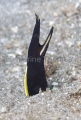 Blue Ribbon Eel (Rhinomuraena quaesita)