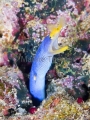 Blue Ribbon Eel (Rhinomuraena quaesita)