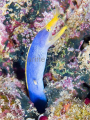 Blue Ribbon Eel (Rhinomuraena quaesita) Blue Ribbon Eel (Rhinomuraena quaesita)