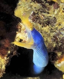 Blue Ribbon Eel (Rhinomuraena quaesita) Blue Ribbon Eel (Rhinomuraena quaesita)