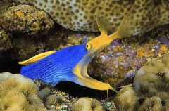 Blue Ribbon Eel (Rhinomuraena quaesita) Blue Ribbon Eel (Rhinomuraena quaesita)