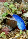 Blue Ribbon Eel (Rhinomuraena quaesita) Blue Ribbon Eel (Rhinomuraena quaesita)