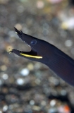 Blue Ribbon Eel (Rhinomuraena quaesita) Blue Ribbon Eel (Rhinomuraena quaesita)