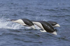 Southern Right Whale Dolphins (Lissodelphis peronii)