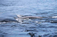 Southern Right Whale (Eubalaena australis)
