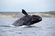 Southern Right Whale (Eubalaena australis) Southern Right Whale (Eubalaena australis)