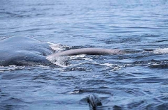 Southern Right Whale (Eubalaena australis) Southern Right Whale (Eubalaena australis)