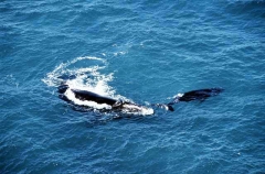 Southern Right Whale (Eubalaena australis) Southern Right Whale (Eubalaena australis)