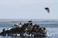 Southern Right Whale (Eubalaena australis) Southern Right Whale (Eubalaena australis)