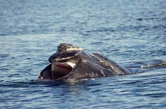 Southern Right Whale (Eubalaena australis) Southern Right Whale (Eubalaena australis)