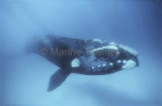 Southern Right Whale (Eubalaena australis) Southern Right Whale (Eubalaena australis)