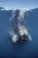 Southern Right Whale (Eubalaena australis) Southern Right Whale (Eubalaena australis)