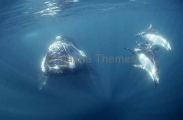 Southern Right Whale (Eubalaena australis)