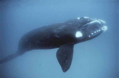 Southern Right Whale (Eubalaena australis) Southern Right Whale (Eubalaena australis)