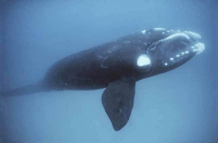 Southern Right Whale (Eubalaena australis) Southern Right Whale (Eubalaena australis)