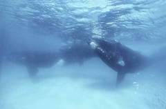 Southern Right Whale (Eubalaena australis) Southern Right Whale (Eubalaena australis)