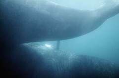 Southern Right Whales (Eubalaena australis) Southern Right Whales (Eubalaena australis)