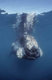 Southern Right Whale (Eubalaena australis) Southern Right Whale (Eubalaena australis)