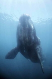 Southern Right Whale (Eubalaena australis) Southern Right Whale (Eubalaena australis)