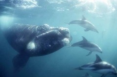 Southern Right Whale (Eubalaena australis) Southern Right Whale (Eubalaena australis)