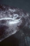 Southern Right Whale (Eubalaena australis) Southern Right Whale (Eubalaena australis)