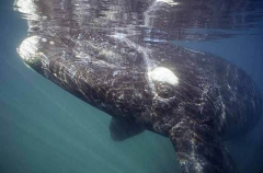 Southern Right Whale (Eubalaena australis) Southern Right Whale (Eubalaena australis)