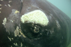 Southern Right Whale (Eubalaena australis)