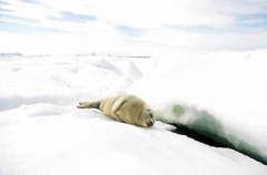 Ringed Seal (Phoca hispida) Ringed Seal (Phoca hispida)