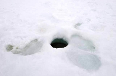 Seal breathing hole in sea ice.