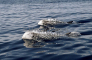 Risso's Dolphins (Grampus griseus) Risso's Dolphins (Grampus griseus)