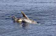 Risso's Dolphins (Grampus griseus) Risso's Dolphins (Grampus griseus)