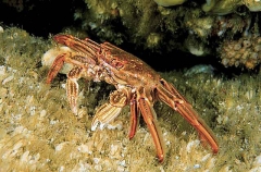 Red Bait Crab (Plagusia chabrus) Red Bait Crab (Plagusia chabrus)