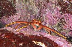 Sally Lightfoot Crab (Percnon planissimum) Sally Lightfoot Crab (Percnon planissimum)