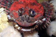 Red Irish Lord (Hemilepidotus hemilepidotus) Red Irish Lord (Hemilepidotus hemilepidotus)