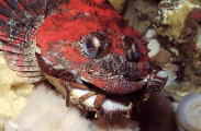 Red Irish Lord (Hemilepidotus hemilepidotus) Red Irish Lord (Hemilepidotus hemilepidotus)