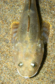 Plainfiin Midshipman (Porichthys notatus) Plainfiin Midshipman (Porichthys notatus)