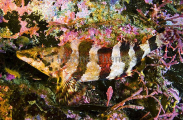 Painted Greenling (Oxylebius pictus)