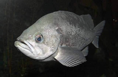 Widow Rockfish (Sebastes entomelas)