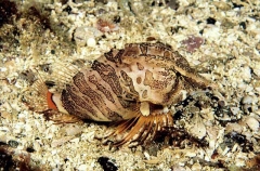 Grunt Sculpin (Rhamphocottus richarsoni) Grunt Sculpin (Rhamphocottus richarsoni)