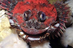 Red Irish Lord (Hemilepidotus hemilepidotus)