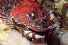Red Irish Lord (Hemilepidotus hemilepidotus)